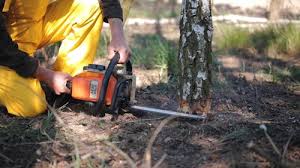 Seasonal Cleanup (Spring/Fall) in Hidalgo, TX