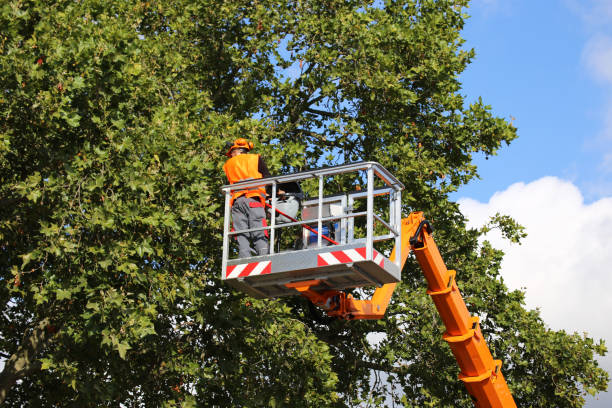 How Our Tree Care Process Works  in  Hidalgo, TX